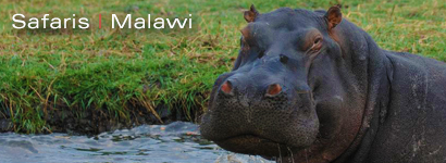 Safari Malawi